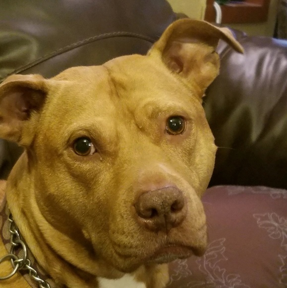 Meet your Posher, Anita - Picture 1 of 1